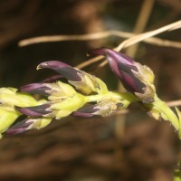 Mucuna bracteata DC. ex Kurz